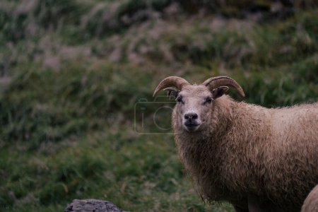 Photo for Celandic sheep looking at you - Royalty Free Image