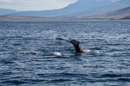 Photo for Humpback whale in Icelandic Fjords - Royalty Free Image