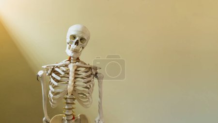 Medio cuerpo del modelo de esqueleto humano en anatomía o departamento ortopédico.Modelo óseo para estudiantes de medicina o educación e información para pacientes.Marco óseo sobre fondo amarillo con espacio de luz y copia.