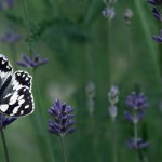 Melanargia galathea Papilio galathea Linnaeus butterfly is taking nectar from a lavender plant in germany.