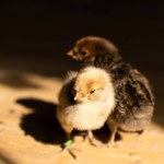 Two small cute tiny newborn baby chicks on wooden floor. Hatched from an egg. Poultry farm.. Pedigree chickens. Close up.