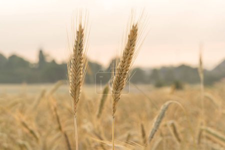 Gold ears of wheat, soft focus on field. Agricultural scene background. Ripe wheat field nature scenery in summer field. Cereal farming.