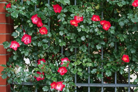 Floraison de roses sauvages rouges roses massives brillantes, rose chien, rose canina, églantier, fleurs et feuilles vertes grimpant sur une clôture en fer et un mur de briques en été. Concentration sélective.