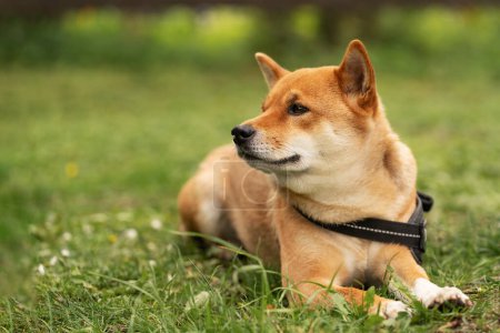 Foto de Perro Shiba Inu tendido en la hierba, mirando a un lado, esperando a su dueño en el día de verano. Bono entre perro y dueño. Lealtad canina. - Imagen libre de derechos