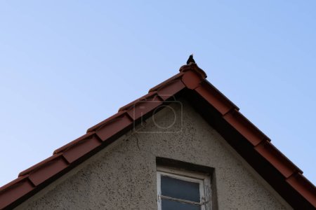 Téléchargez les photos : L'été. Un étourneau chante alors qu'il est assis sur le toit d'une vieille maison, fond bleu ciel. Sérénade Skyline. - en image libre de droit