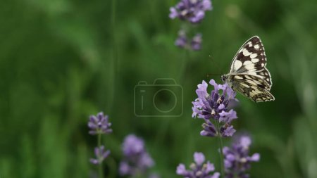 Foto de Melanargia galathea, la mariposa Papilio galathea Linnaeus, está bebiendo néctar de una flor de lavanda en Alemania. Banner con espacio de copia. - Imagen libre de derechos