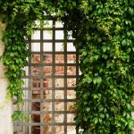 An iron gate partially concealed by a cascade of lush green vines, overgrown with lush green ivy in a stone old courtyard. Secluded garden or urban oasis, tranquility and harmony.