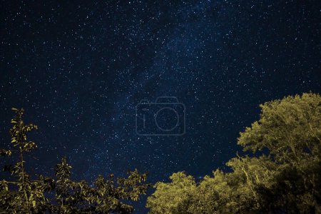 Téléchargez les photos : Ciel étoilé nocturne avec feuillage d'arbres au premier plan. Les étoiles sont nombreuses et densément dispersées, vue claire et non polluée du cosmos, un spectacle cosmique. - en image libre de droit