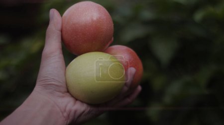 Téléchargez les photos : Close up of hand holding two ripe red and passion fruits in garden - en image libre de droit