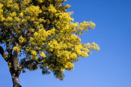 Árbol de Mimosa contra un cielo azul en el sur de la ciudad francesa de Tanneron