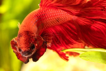 Macro shot of a threatening, male, half-moon siamese fighting fish (betta splendens) with an aquarium background.