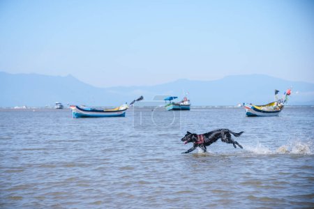 Téléchargez les photos : Corrida no mar, cachorro veloz - en image libre de droit
