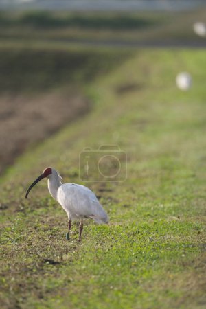 Photo for Toki or Japanese crested ibis or Nipponia nippon at a rice field in Sado island, Japan - Royalty Free Image