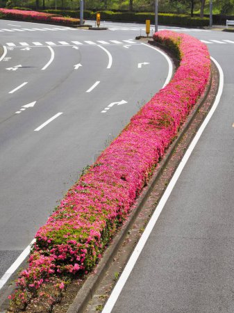 Téléchargez les photos : Tokyo, Japon - 21 mai 2023 : Fleurs d'azalée rose en pleine floraison dans la réserve centrale ou le diviseur central de la ville de Tama, Tokyo, Japon - en image libre de droit