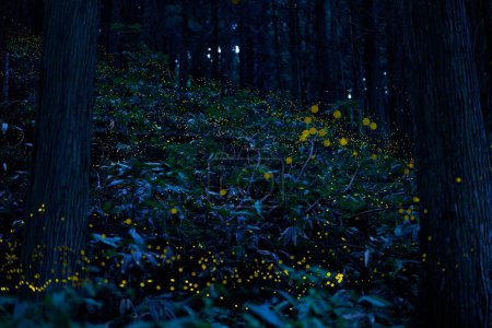 Tottori, Japan - 10. Juli 2023: Japanische Glühwürmchen oder himebotaru oder Luciola parvula glühen in Fukumaki, Tottori, Japan