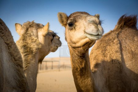 Foto de Camellos en la granja de camellos en el desierto - Imagen libre de derechos