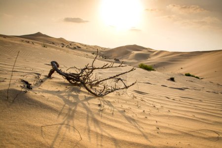 Téléchargez les photos : Magnifique coucher de soleil dans le désert - en image libre de droit