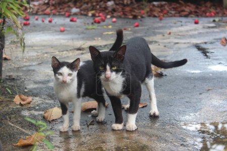 Téléchargez les photos : Chats noirs et blancs - en image libre de droit