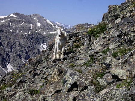 Photo for Mountain Goat on the path to Quandary Peak, CO 14,271' - Royalty Free Image