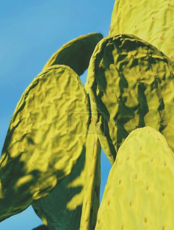 Téléchargez les photos : Green Cactus Plant in the Sunshine - en image libre de droit