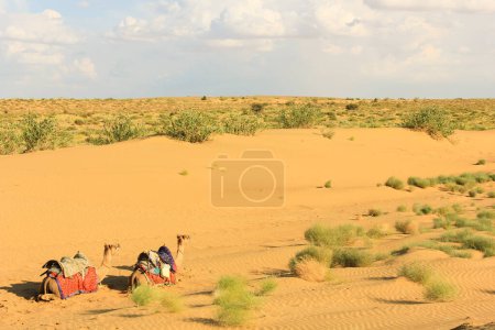 Photo for Two camels resting in the desert of Rajasthan, India. Arid hot place. Guided tour, sand dunes trip concept - Royalty Free Image