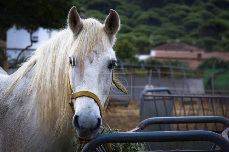Foto de Gorgeous white horse with long mane eating grass on stable. Horseback riding school concept - Imagen libre de derechos