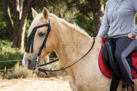 Foto de Jockey woman on beautiful beige horse ready for horseback riding - Imagen libre de derechos