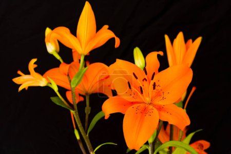 Foto de Hermosas flores de lirio naranja sobre fondo negro. Concepto floral - Imagen libre de derechos