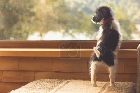 Foto de Cute puppy standing on couch of living room looking out the window to trees. Expectant, waiting concept - Imagen libre de derechos