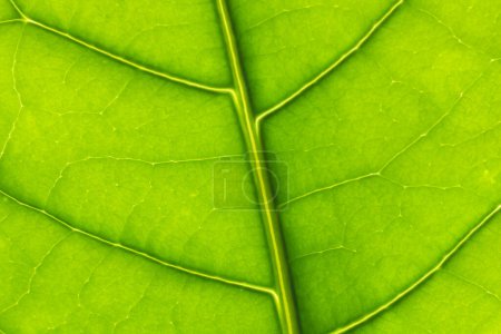 Photo for Green leaf close up, macro for background textures. Nature, green conservation concept - Royalty Free Image