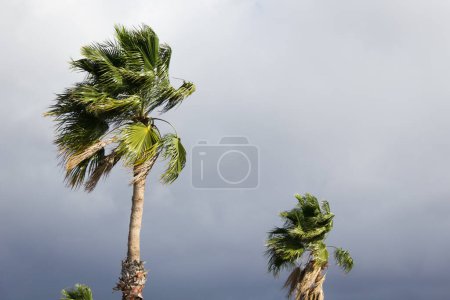 Photo for Palm trees and sky, bottom view image - Royalty Free Image