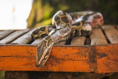 Pythonschlange kriecht auf Holz in Sabang, Philippinen. Exotisches Reptil mit Blut auf der Haut