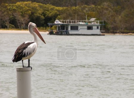 Téléchargez les photos : Pélican australien debout sur un poteau près de la rivière Noosa à Sunshine Coast, Queensland, Australie - en image libre de droit