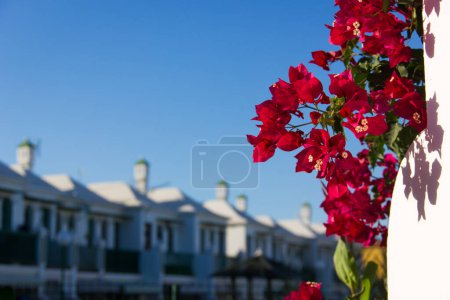Photo for Pink flowers at duplex complex entrance with more apartments blurred on the background. Summer vacation rental concept. Real estate apartment for sale, rent, buy offer - Royalty Free Image