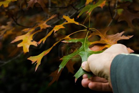 Foto de Primer plano de la mano del hombre tocando pin hoja verde roble en rama con más hojas marrones. Naturaleza contacto, otoño temporada cambio concepto - Imagen libre de derechos