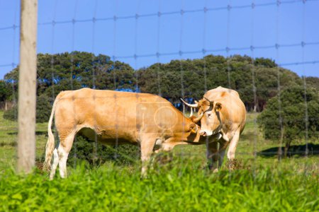 Foto de Vaca marrón acaricia toro detrás de valla en prado verde en día soleado - Imagen libre de derechos