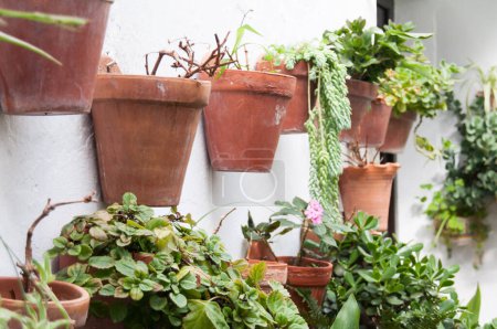 Téléchargez les photos : Divers pots en argile avec des plantes vertes suspendues au mur blanc dans le patio - en image libre de droit
