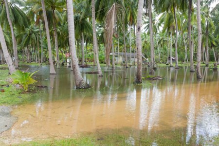 Téléchargez les photos : Champ inondé de palmiers à Koh Phangan, Thaïlande. Climat tropical, concepts de mousson - en image libre de droit