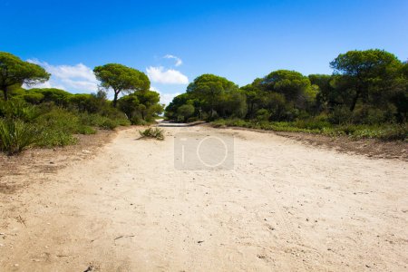 Téléchargez les photos : Beau sentier de sable à travers la forêt de pins par une journée ensoleillée à La Brena et Barbate marais Parc naturel dans la province de Cadix, Andalousie. Paysage naturel, concepts de randonnée - en image libre de droit