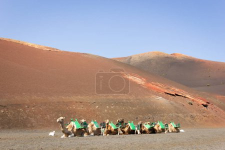 Téléchargez les photos : Chameaux bruns reposant sur un sol volcanique à Lanzarote, îles Canaries. Promenade touristique dans le désert par une journée ensoleillée près du parc national de Timanfaya - en image libre de droit