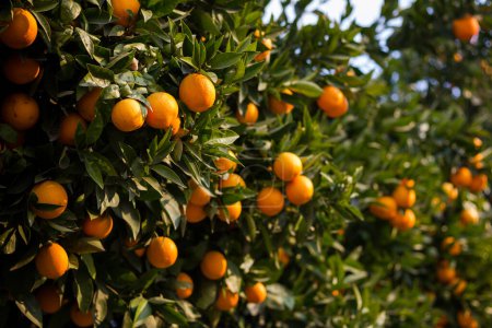 Photo for Orange trees with citrus fruits, food and flora - Royalty Free Image