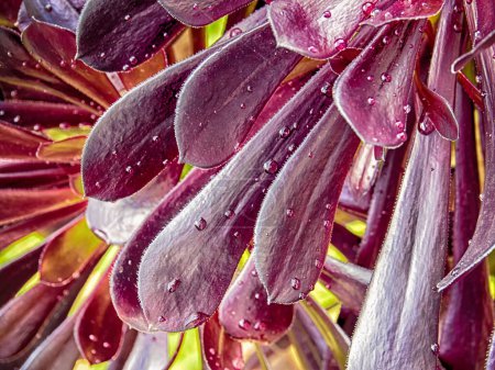 Foto per Bellissimo fiore di giglio con gocce di rugiada - Immagine Royalty Free