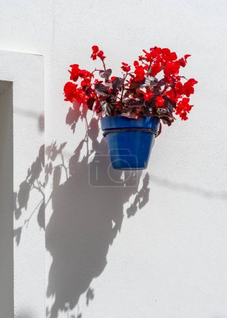 Foto de Hermosas flores rojas y blancas - Imagen libre de derechos