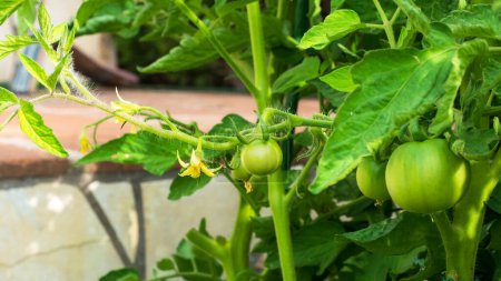 Unripe tomatoes growing in the garden.