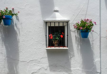 Foto de Flores coloridas y flores en macetas en la pared - Imagen libre de derechos