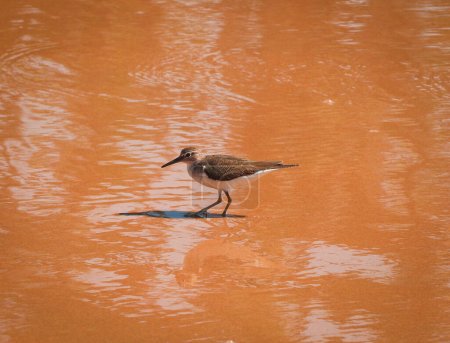 Photo for A Closeup Shot of a Wader or a Shorebird Looking for food in the Beach (Wildlife Photography) - Royalty Free Image