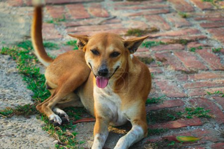Photo for A Brown Bangladeshi Happy Dog in the Street - Royalty Free Image