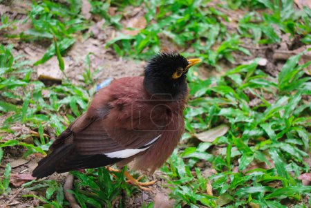 Foto de Una hermosa Myna Bird de la familia Starling - Una de las aves más inteligentes del mundo - Imagen libre de derechos