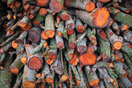 Téléchargez les photos : Bois hachés dans la forêt - Texture colorée - en image libre de droit