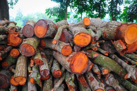 Téléchargez les photos : Pieux de bois hachés dans la forêt - Texture colorée - en image libre de droit